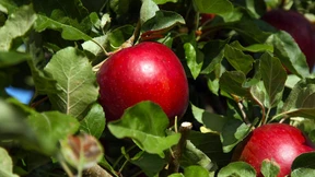 Hype um neue Apfelsorte