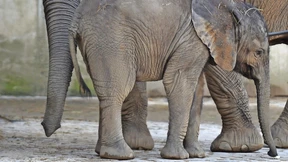 Vor 75 Jahren sprang Tuffi aus der Schwebebahn