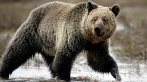 Grizzlybär greift Schulgruppe in Kanada an