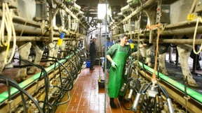 Milchbauern gegen Milchbauern