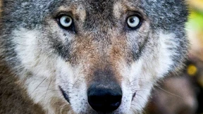 Gericht erlaubt Tötung des Hornisgrinde-Wolfs