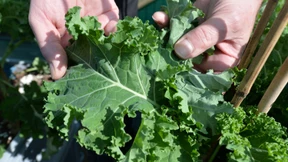 Wie gesund ist Grünkohl?