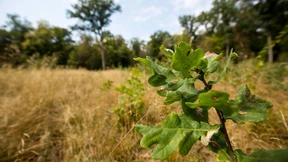 „Die Eiche wird überdauern“
