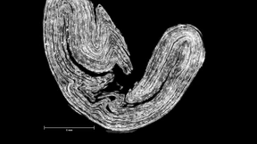 Wie die virtuelle Papyrologie Schriftrollen entfaltet