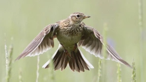 Alle Vögel sind schon rar