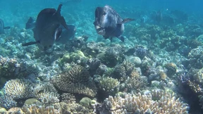 Naturerbe im Hitzeschock