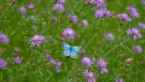 Naturschutz gern, solange er nicht stört