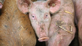 Stau im Schweinestall