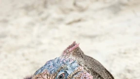 Gib dem Leguan Trauben!