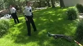 Alligator-Alarm im Vorgarten