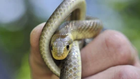 Kletterkünstler ohne Beine