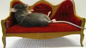 Zu viel Sitzen ist noch kein Todesurteil!