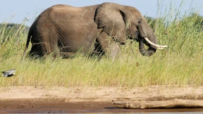 Deutscher Jäger erschießt seltenen Elefanten