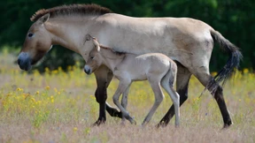 Nachwuchs bei seltenen Urwildpferden