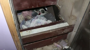 Polizei findet seit 2019 vermisstes Kind in Geheimversteck