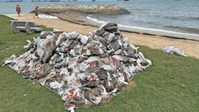 Eine Pest kratzt an Singapurs Traum von der Ökoschifffahrt