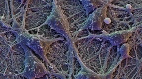 Warum das Gehirn in Wellen schwingt