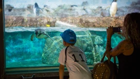 Frankfurt Pass bis 912 Euro