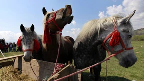 Ein Fall von Rosstäuschung