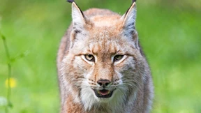 Population in Hessen wächst, aber langsam