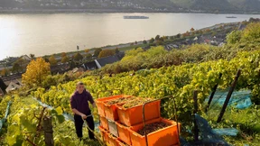 Geringe Ernte lässt Weinpreise steigen 