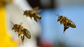 Der Trend geht zur sauberen Frontscheibe