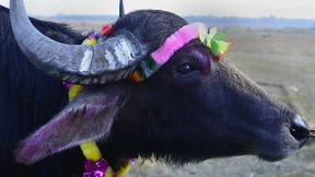 Kuh-Wächter in Indien verbreiten Angst unter Bauern