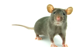 Ratten lernen aus ihren Fehlern