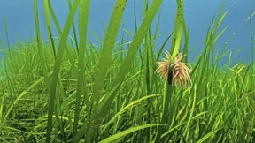 Wie man Seegraswiesen aufspürt