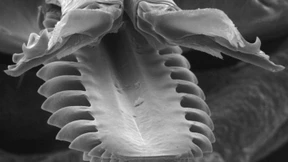 Das Halloween-Besteck der Blutsauger