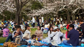 Wieso Japan die Blütenlaune vergeht