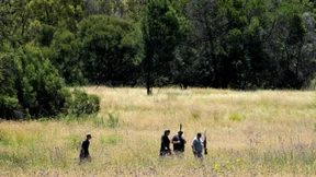 Angst vor entlaufener Tigerin