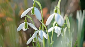 Die Jagd aufs weiße Gold ist eröffnet