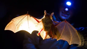 Nachthimmel über Wien