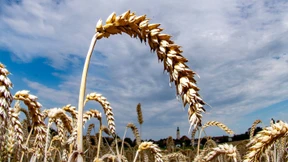 Argentinien erlaubt als erstes Land der Welt Gen-Weizen