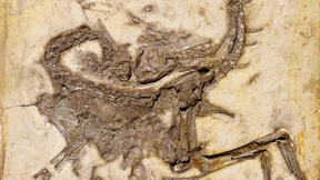 Krümmung ohne Krampf