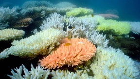 Großes Barrier Riff soll nicht als „gefährdet“ gelten