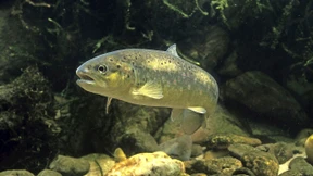 Mein Fisch verschwindet