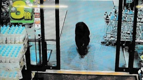 Tödliche Bärenattacken in Japan erreichen neuen Höchststand