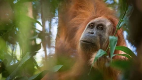 Neue Orang-Utan-Art auf Sumatra