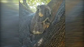 Dieser Koala hat die Hitze satt