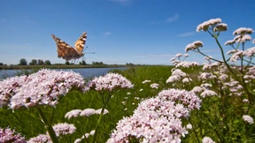 Es kann nicht nur Sommer sein