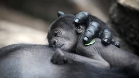 Gorilla-Baby ist ein Mädchen