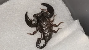 Frau findet Skorpion in „Shein“-Paket: Tier sticht zu