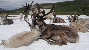 Überhitzte Rentiere