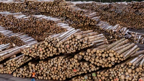 Trump schlägt in den Holzmarkt ein