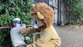 Japanische Zoo-Mitarbeiter proben im Löwenkostüm den Ernstfall