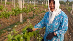China überholt Frankreich beim Weinanbau