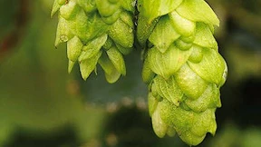 Der Hopfen kehrt zurück