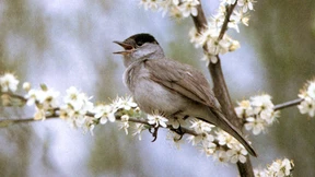 „Stunde der Wintervögel“ hat geschlagen